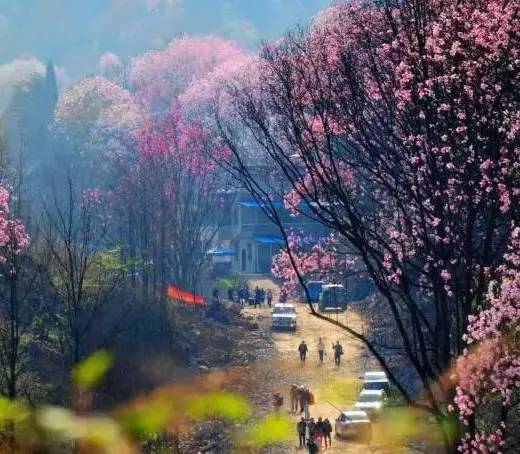 辛夷花观赏点去过的竟说坑？不朽情缘版深扒