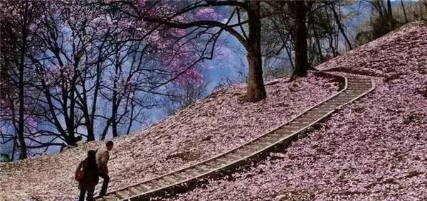 辛夷花观赏点去过的竟说坑？不朽情缘版深扒四川绵阳3处(图3)