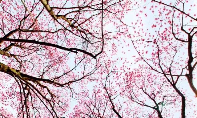 辛夷花观赏点去过的竟说坑？不朽情缘版深扒四川绵阳3处(图4)