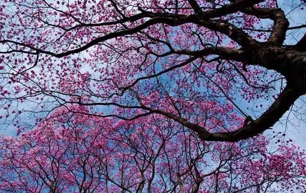 辛夷花观赏点去过的竟说坑？不朽情缘版深扒四川绵阳3处(图6)