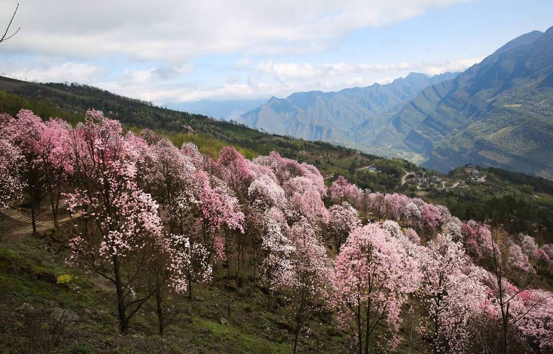辛夷花观赏点去过的竟说坑？不朽情缘版深扒四川绵阳3处(图8)