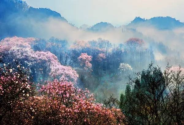 辛夷花观赏点去过的竟说坑？不朽情缘版深扒四川绵阳3处(图10)