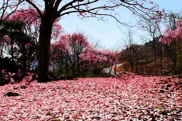 辛夷花观赏点去过的竟说坑？不朽情缘版深扒四川绵阳3处(图11)