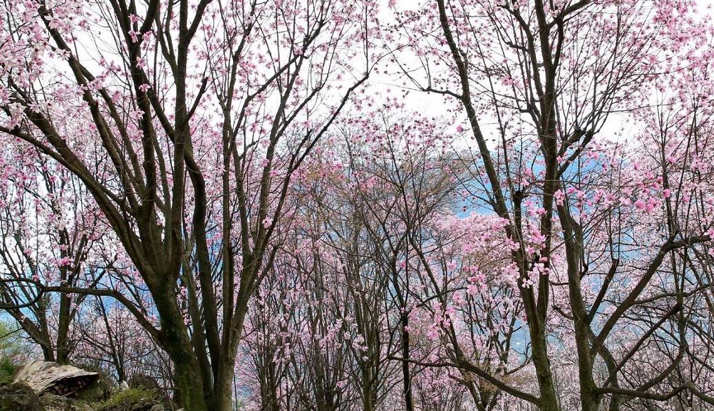 辛夷花观赏点去过的竟说坑？不朽情缘版深扒四川绵阳3处(图14)
