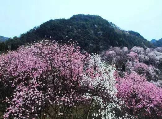 辛夷花观赏点去过的竟说坑？不朽情缘版深扒四川绵阳3处(图13)